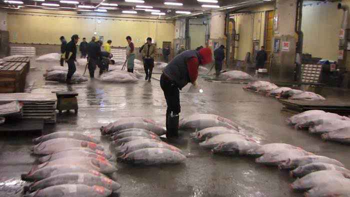Đấu giá cá ngừ ở chợ Tsukiji