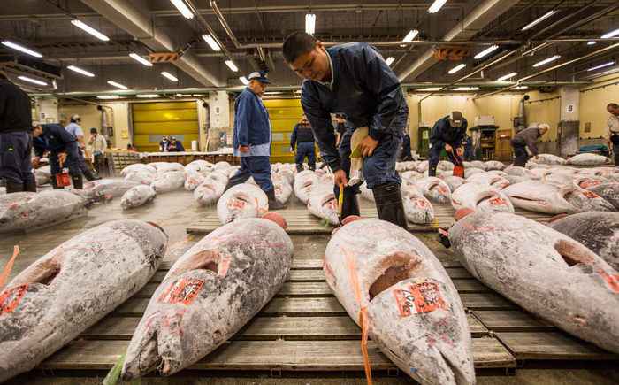 đấu giá cá ngừ tại chợ cá Tsukiji