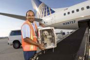PetSafe - Chương trình vận chuyển động vật đặc biệt của United Airlines
