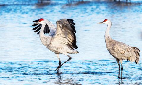 Những con sếu ở Sandhill Nebraska