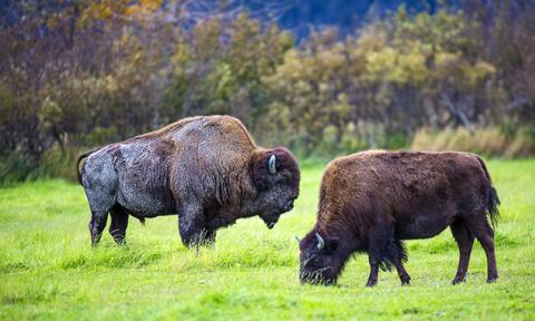 Alaska travel vùng đất đu lịch mộng mơ