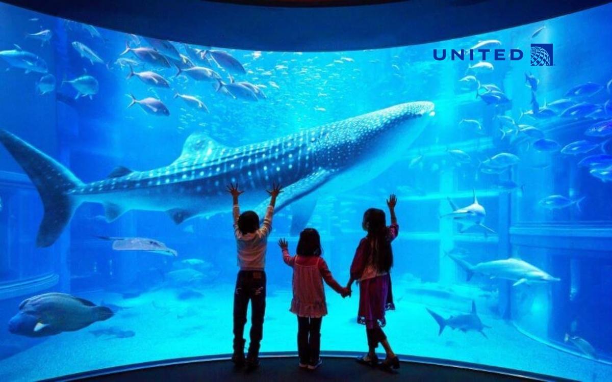 Du lịch Osaka nhớ tới thuỷ cung Kaiyukan Du lịch Osaka nhớ tới thuỷ cung Kaiyukan