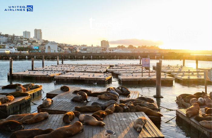 Tham quan Pier 39 tại San Francisco