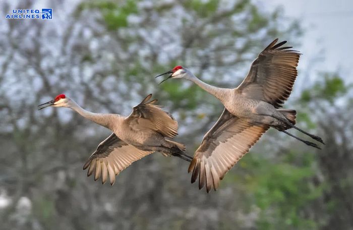 Alda Crane Viewing Site