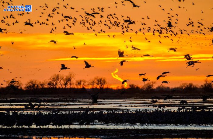 Bảo tồn hệ sinh thái Sandhill crane