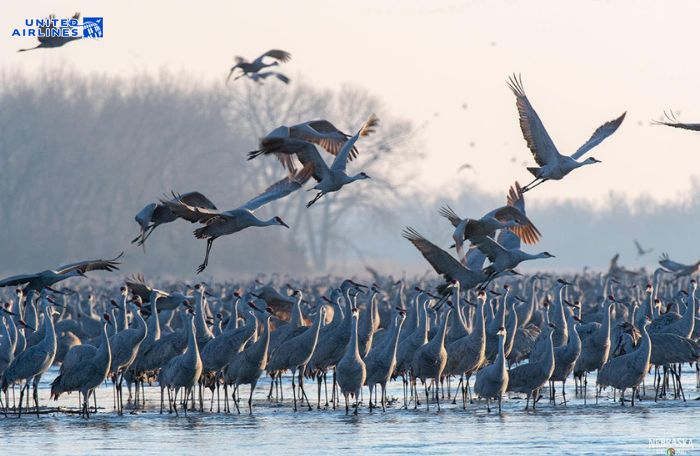 Ngắm sếu ở Rowe Sanctuary