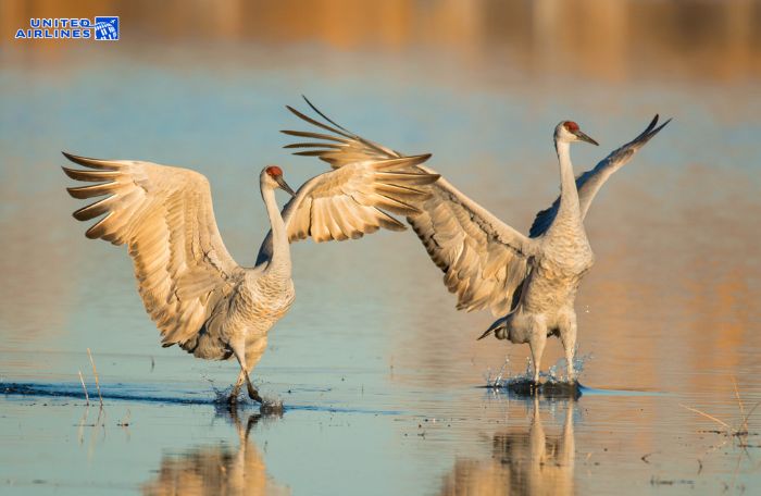 Loài sandhill crane ở Nebraska