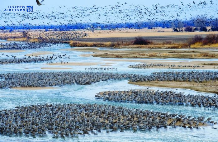 Thời gian sếu Sandhill di cư ở Nebraska