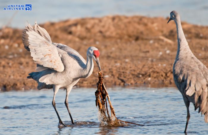 Tập tính kiếm ăn sếu Sandhill