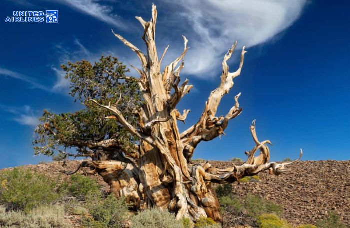 Rừng thông cổ Bristlecone