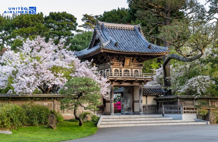 Công viên Golden Gate với hoa anh đào nở rộ