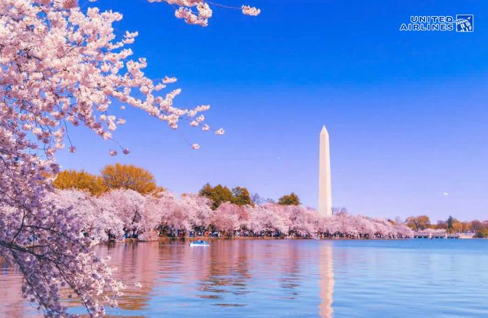 Hoa anh đào ở hồ Tidal Basin