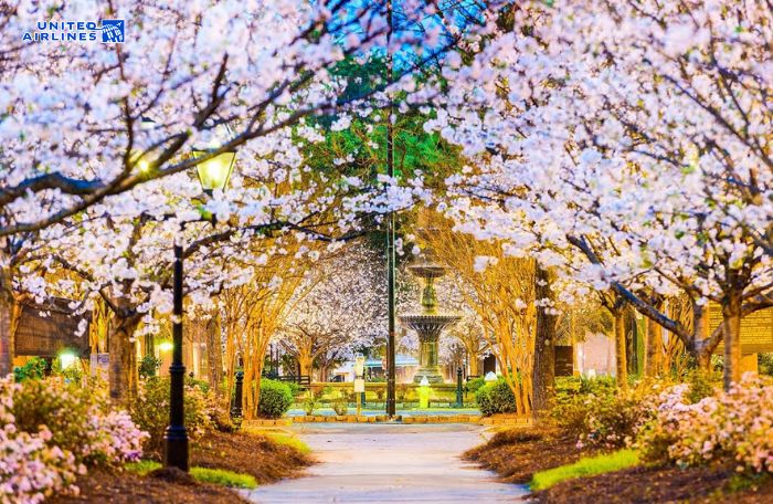 Ngắm hoa anh đào ở Macon