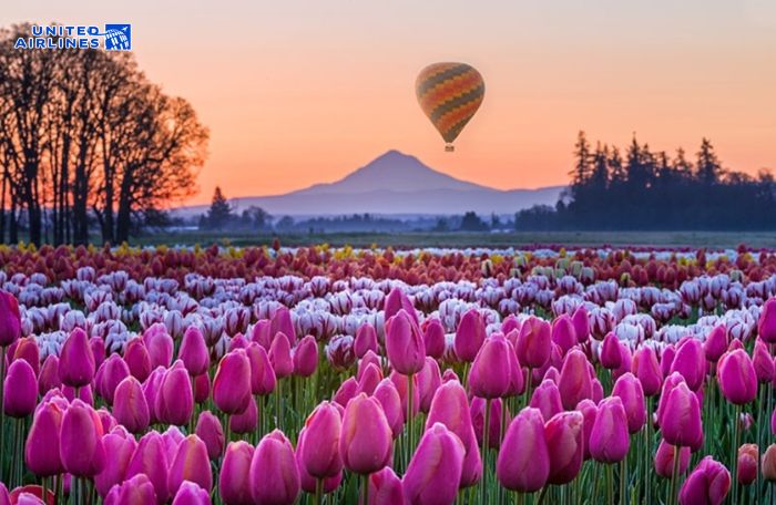 Hoa tulip tại trang trại Wooden Shoe 