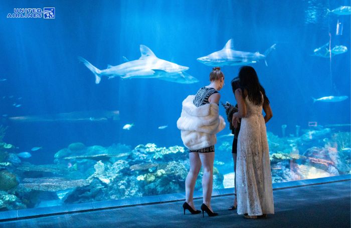 Tham quan Shedd Aquarium ở Chicago