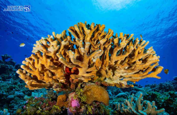 Dải Rạn San Hô Florida