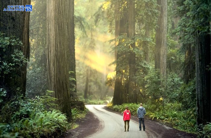 Khung cảnh nên thơ ở Redwood National Parks