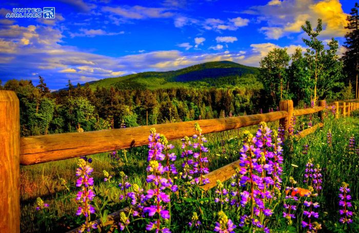 Cảnh sắc mùa xuân nước Mỹ