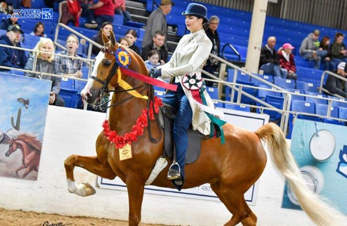 Arabian Horse Shows tại Phoenix