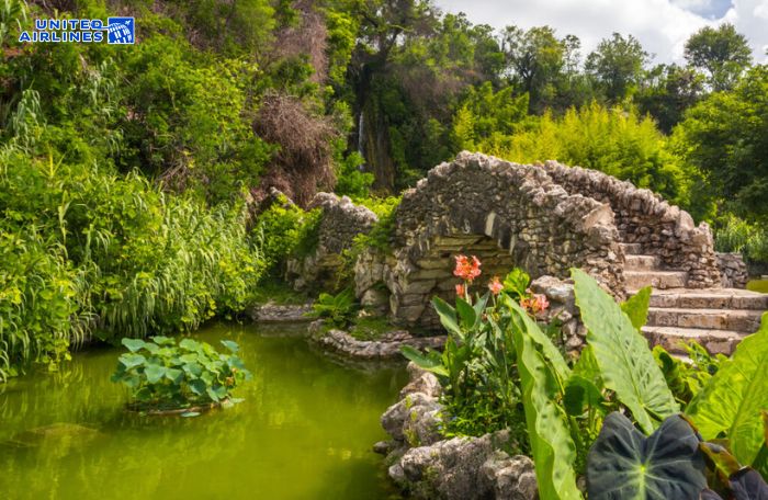 Vườn trà Nhật Bản 