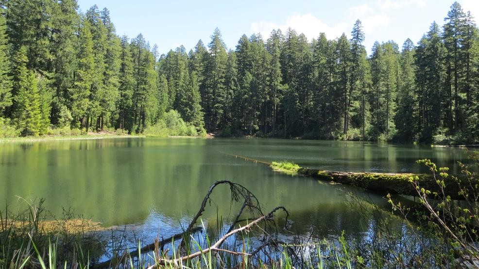 Rừng Quốc gia Umpqua