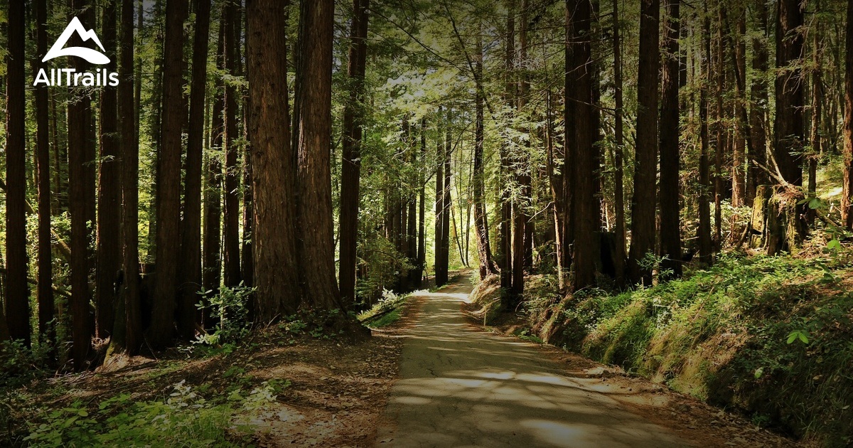 Cây khổng lồ tại Công viên bang Henry Cowell Redwoods