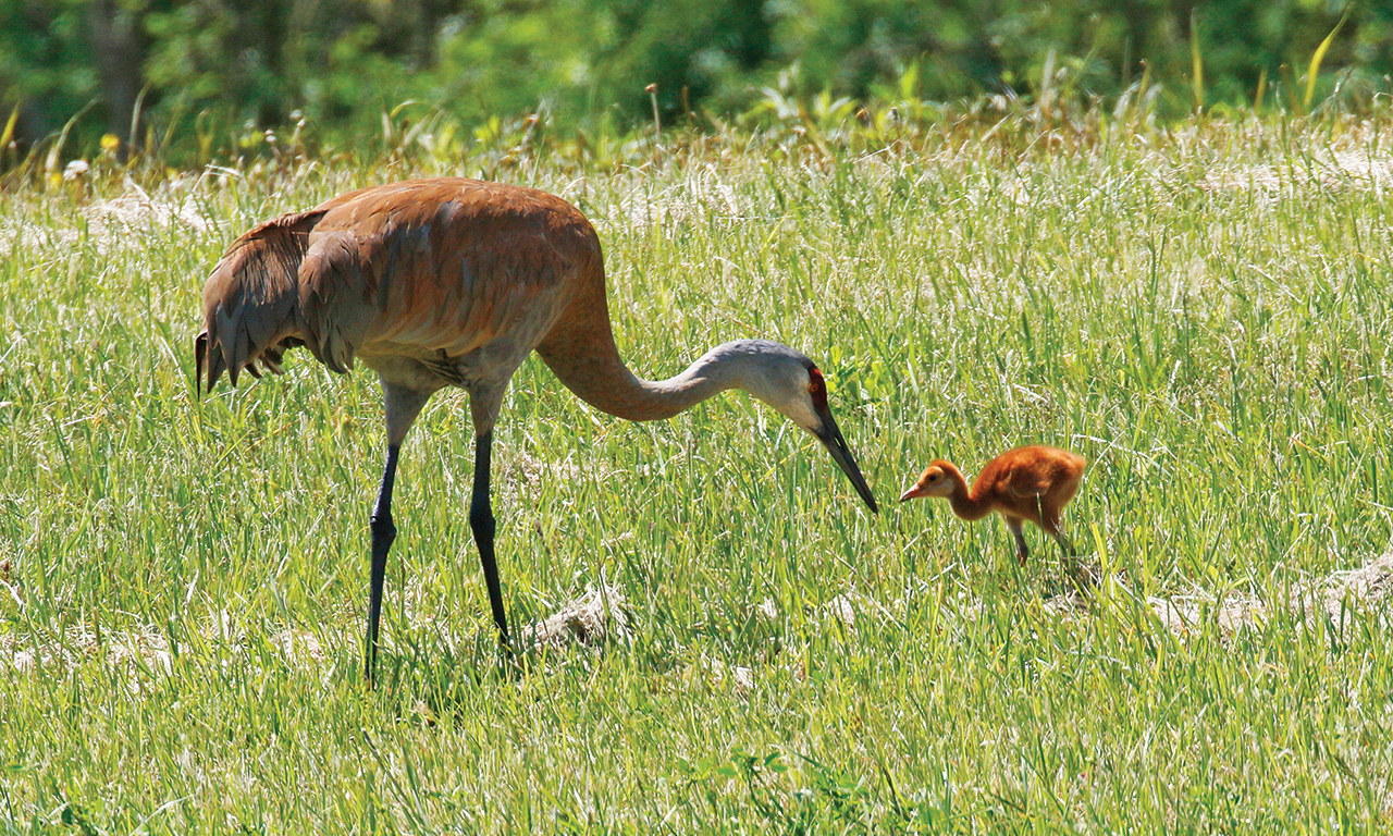 Ngắm nhìn những con sếu Sandhill và những cảnh tượng khác của Sandhills of Nebraska