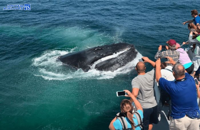 Trang bị thiết bị quan sát cá voi chất lượng