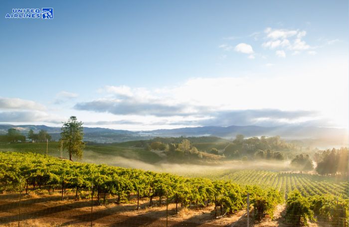 Vườn nho California phát triển mạnh mẽ