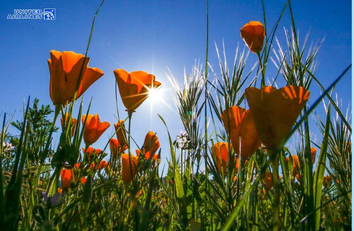 Mùa xuân ở Los Angeles