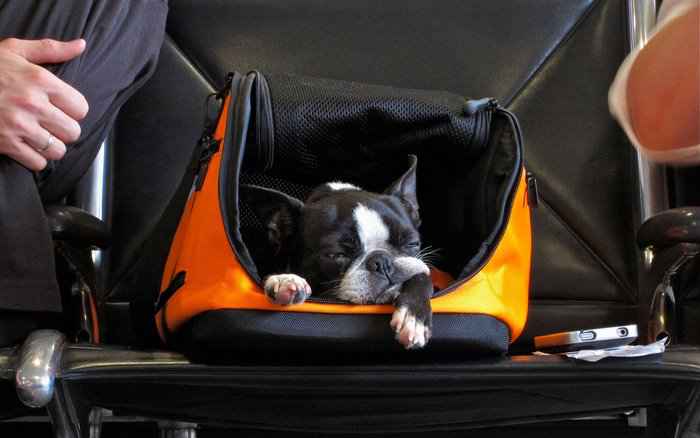 in-cabin pet hãng United Airlines