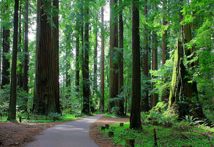 Công viên bang Humboldt Redwoods