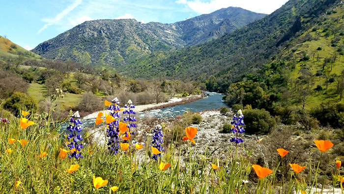 Rừng quốc gia Sierra