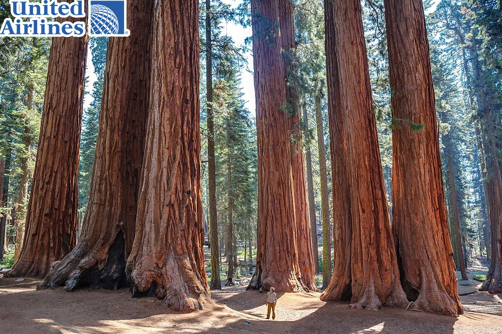 Cây Sequoia khổng lồ