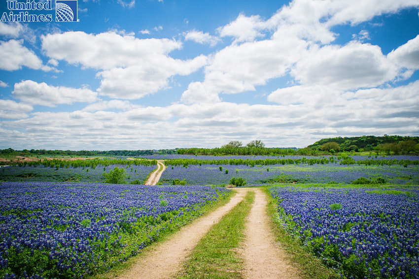 Một cánh đồng ở Texas Hill Country được bao phủ bởi bluebonnets