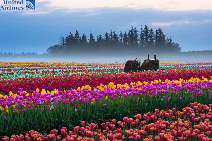 Một trang trại hoa tulip ở Oregon