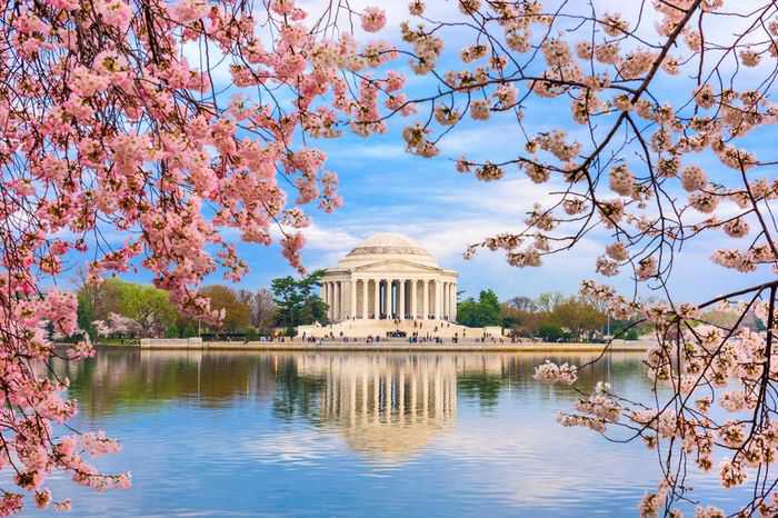 Lễ hội hoa anh đào ở Washington D.C (Mỹ)