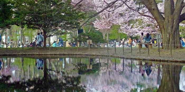 Công viên Maruyama-koen được bao phủ bởi sắc hồng của những cánh hoa anh đào mỏng manh vào mùa xuân.