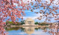 Lễ hội hoa anh đào ở Washington D.C (Mỹ)