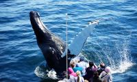 Ngắm cá voi đẹp nhất ở Cape Cod