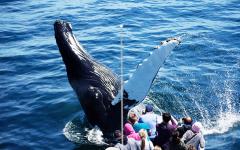 Ngắm cá voi đẹp nhất ở Cape Cod